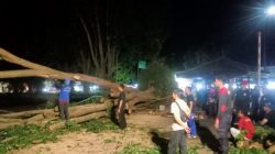 Kepala Desa Keluhkan Pohon-Pohon Berbahaya di Banyuwangi, Butuh Regulasi Jelas